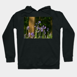 Bluebell Wood Hoodie